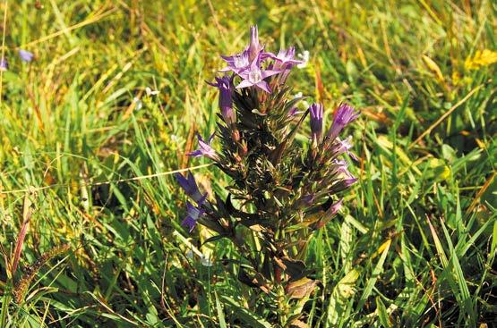 Realizace ZP a PP a jejich aktualizace Hořeček mnohotvarý český (Gentianella praecox subsp.