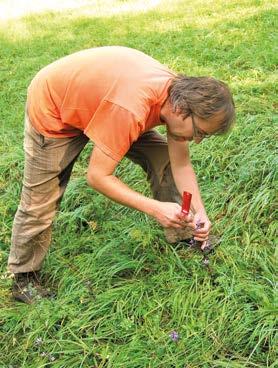 Příčiny ohrožení: zarůstání lokalit, přímá destrukce biotopů rozorávání, zástavba, zalesňování, nevhodné nastavení managementu na lokalitách Hlavní zaměření ZP: zajistit vhodný management (seč,