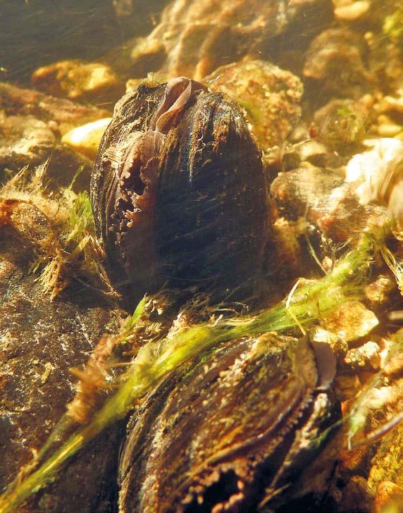 Realizace ZP a PP a jejich aktualizace Perlorodka říční (Margaritifera margaritifera) Rozšíření v ČR: Jižní Čechy, Ašský výběžek, Vysočina (zbytkové populace) Biologie a ekologie: Dlouhověký
