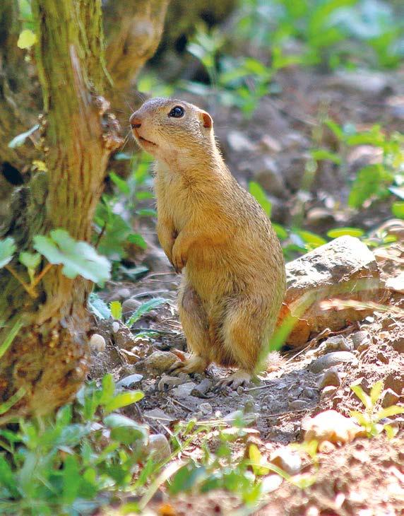 Realizace ZP a PP a jejich aktualizace Sysel obecný (Spermophilus citellus) Rozšíření v ČR: přibližně 35 lokalit roztroušených po celé ČR (kromě východních Čech a severní Moravy) Biologie a ekologie:
