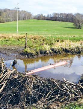 Kromě typického zploštělého ocasu, kterým si pomáhá při pohybu ve vodě, má plovací blány na zadních nohách a uzavíratelné nozdry i ušní otvory. Dokáže aktivně měnit své prostředí.