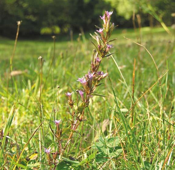 kvete od července do října světle fialovými květy. Většinou roste na širokolistých trávnících. Hořeček drsný Sturmův (Gentianella obtusifolia subsp.
