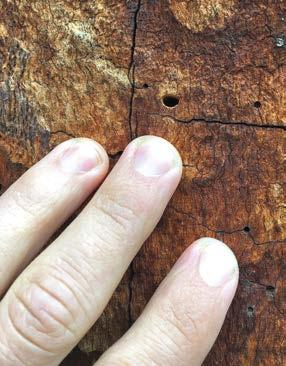staré v dohledné době nahradily, zarůstání původně solitérní stromů nebo řídkých lesních porostů náletem Zdeněk