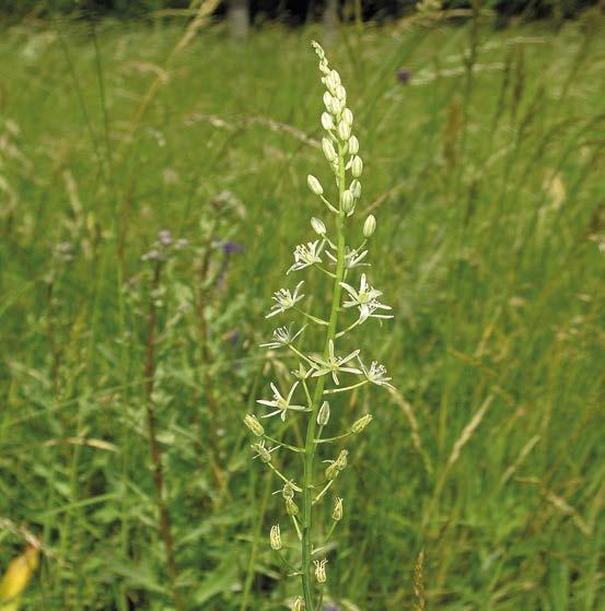 Příprava ZP a PP Snědek pyrenejský kulatoplodý (Ornithogalum pyrenaicum subsp.