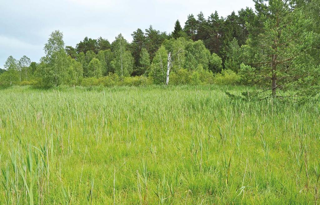 Zpracování odborných podkladů pro rozhodnutí o ZP Rozhodnutí o ZP pro druhy: Cikáda viničná (Tibicina haematodes) Strnad zahradní (Emberiza hortulana) Plch velký (Glis glis) Pobřežnice jednokvětá