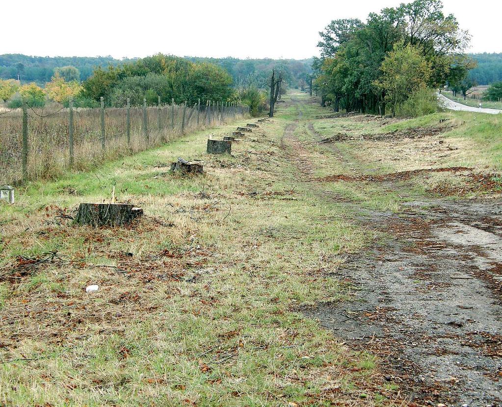 částečně zakopat (pro vývoj podzemních larev) Problémy alejí střety a památkovou péčí ořezaná torza solitérů nejsou estetická přemnožení tesaříka obrovského (napadení a usychání památkově chráněných