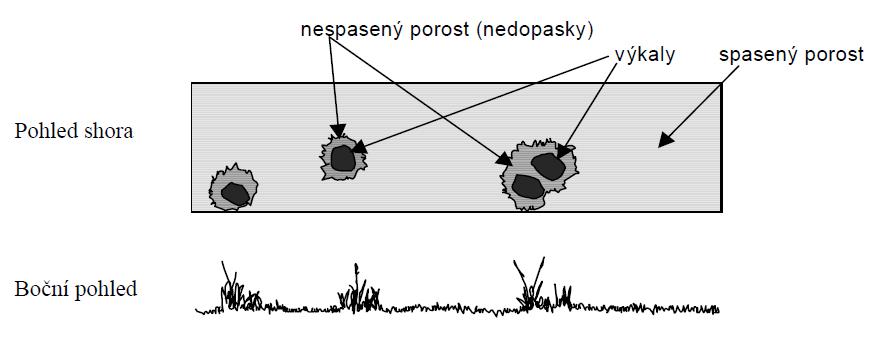 Nedopasky výška nedopasků dle intenzity pastvy Význam nedopasků: klíčení semen generativní rozmnožení vyšší druhy trav a bylin