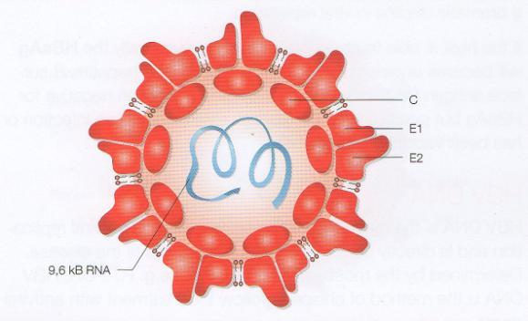 3.3. AKUTNÍ VIROVÁ HEPATITIDA C Existenci viru prokázal Houghton v roce 1989 originálním klonováním.