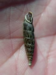 orthostoma), žebernatěnka drobná (Ruthenica filograna) nebo vřetenatka lesklá (Bulgarica nitidosa), která je
