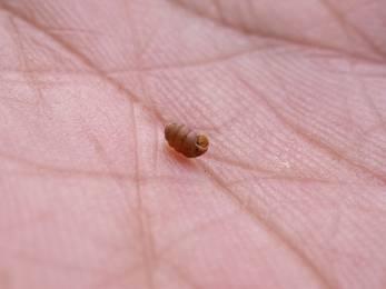 Fauna bezobratlí měkkýši: Pupilla sterri Vzácné druhy xerotermních stanovišť zrnovka třízubá a žebernatá (Pupilla