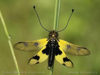 Fauna bezobratlí ostatní Na území CHKO Křivoklátsko se