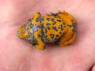 Fauna obratlovci obojživelníci Hojný je mlok skvrnitý (Salamandra salamandra), vyskytují se tři druhy čolků (Triturus