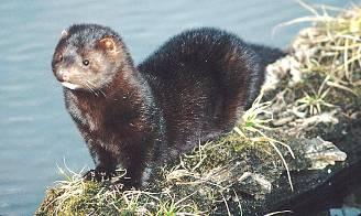 Fauna obratlovci savci Vzhledem k historickému vývoji je Křivoklátsko tradičně oblastí lovné zvěře především vysoké.