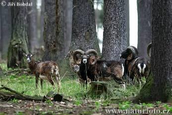 (Capreolus capreolus). Vysazen byl muflon (Ovis musimon), daněk (Cervus dama) a jelen sika (Cervus nipon).