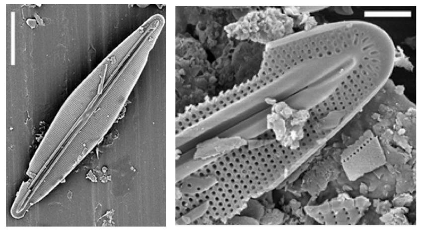 F. crassinervia (linie III, Veselá et al. 2012). Třetí linii tvoří nově nalezený druh F. sp., která je statisticky velmi dobře podpořena a tvoří samostatný clade spolu s druhem F. maoriana.