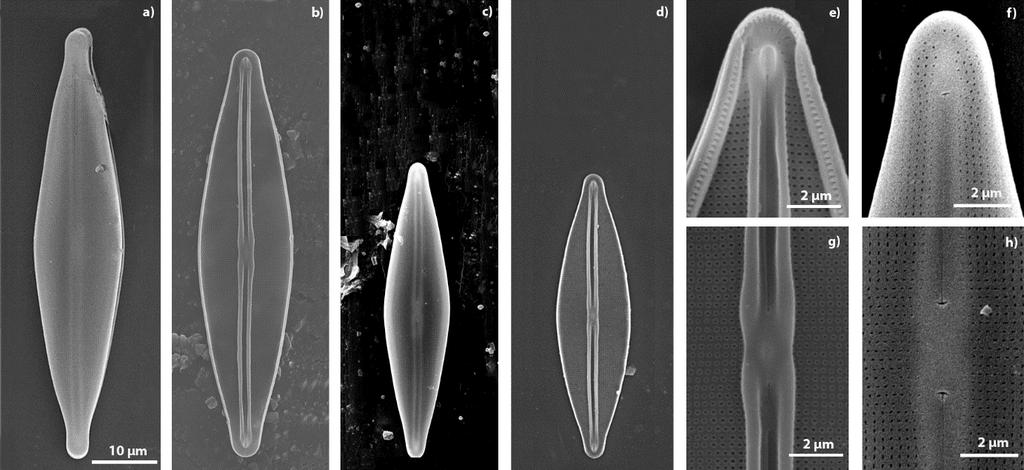 Obr. 12 Frustulia crassinervia-saxonica (SEM).