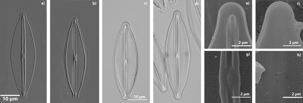 5.4.4 Frustulia sp. (Srovnání s Frustulia maoriana Beier & Lange-Bertalo 2007) (Obr. 16, Tab. 3) Morfologie izolovaných kmenů: Malé široké lanceolátní buňky (Obr.