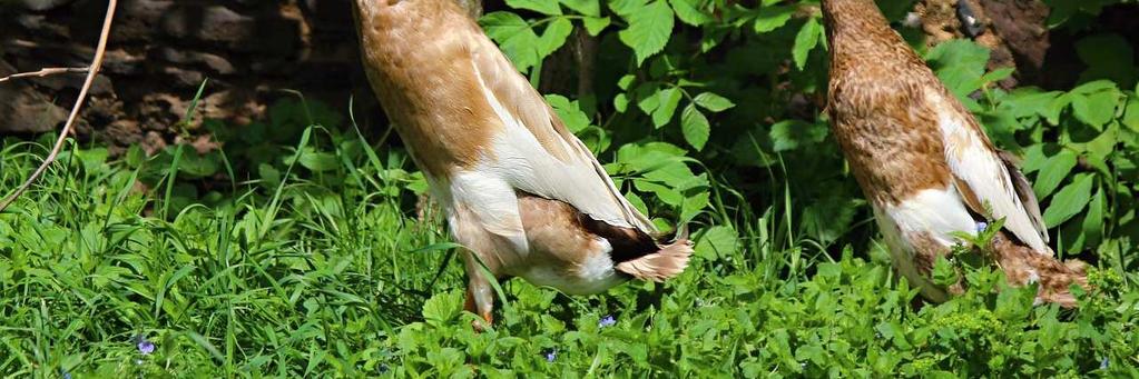 Ovšem vysoká snáška se šlechtěním nezachovala a dnešní plemena snáší o polovinu méně vajec než jejich předkové (Ashton, 2002). Tato kachna se začala později používat při křížení nosných plemen.