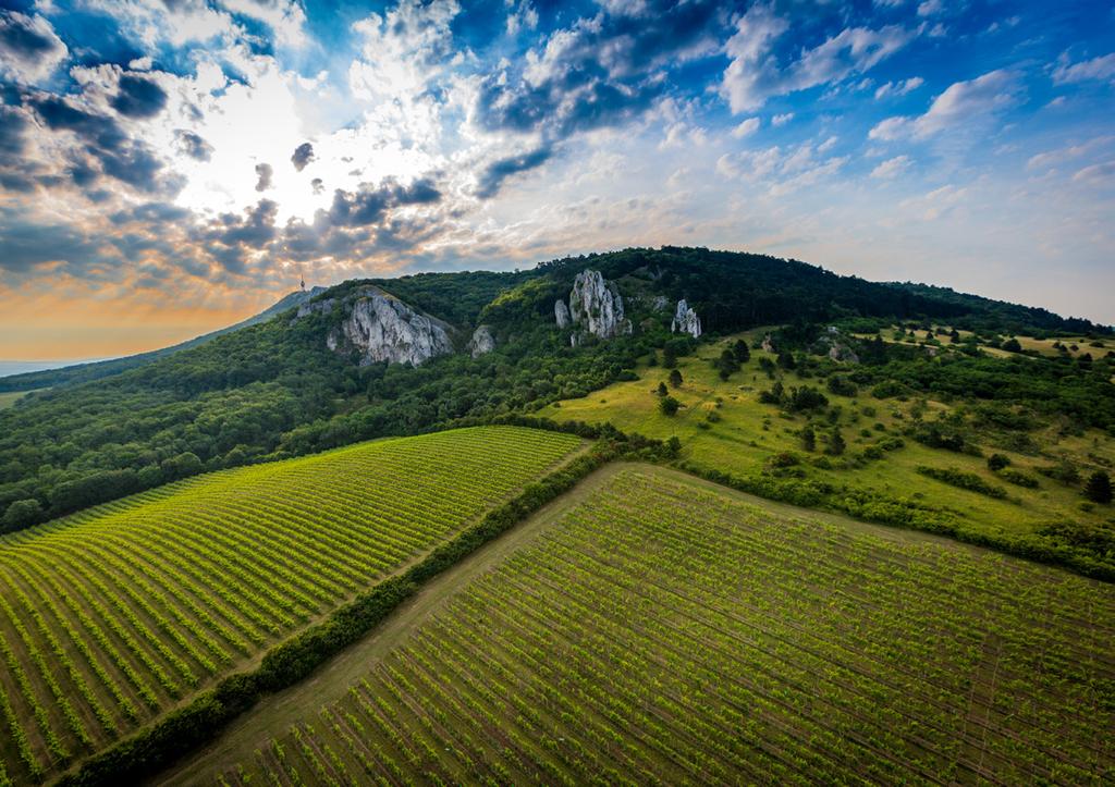 ResortLednice Mikulovská podoblast Mikulovská vinařská podoblast se rozkládá na 4737 ha vinic, zahrnuje 30 vinařských obcí a zaujímá 25,3 % z vinic ČR.