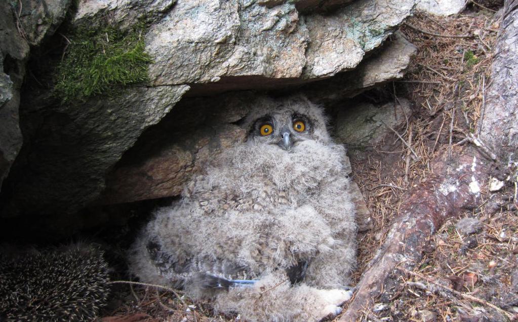 Vysočina je významnou hnízdní oblastí výra velkého (Bubo