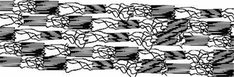 Obr. 3-7: Fibrila vytvořená uspořádáním několika mikrofibril, Obr. 3-6, vedle sebe.