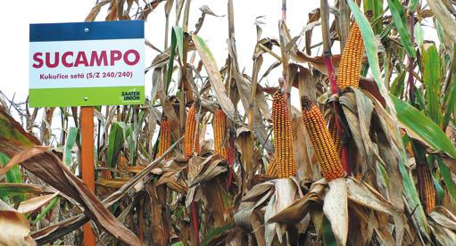 (DS0493B) SUCAMPO FAO S240 / Z240 NOVINKA 2014 PŘEDNOSTI HYBRIDU: rychlý počáteční vývoj stres tolerance dobrá odolnost proti poléhání POPIS HYBRIDU SUCAMPO je raný jednoduchý hybrid s kombinovaným