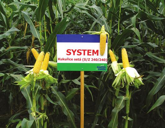 PĚSTOVÁNÍ SYSTEM je hybrid vhodný i do stresových podmínek, na horší pozemky, lehčí a sušší lokality. Vyžaduje řidší výsev, než jiné hybridy, čímž také výrazně snižuje náklady za osivo na ha.