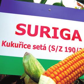 hybridu SURIGA je třeba zdůraznit jeho výjimečnost v nárůstu hmoty s ohledem na tak nízké FAO.