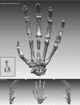 Obrázek 9. Digitální rekonstrukce ruky Ardipithecus ramidus ARA-VP-500/6 (Lovejoy et al., 20