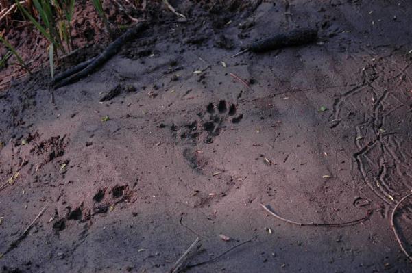 EVL - přímé pozorování (nález uhynulého jedince) - živolovné pasti/sklopce - sledování pobytových stop - fotopasti Zjištěno velké množství údajů o