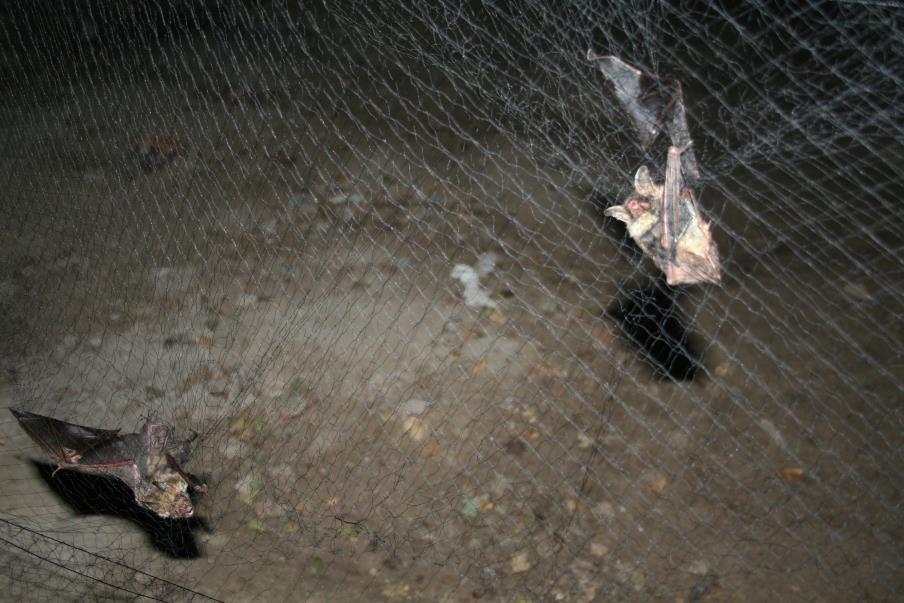 Savci Savci výsledky letouni (Chiroptera) - 170 EVL - odchyty do sítí, detectoring, dohledávání letních kolonií, příp.