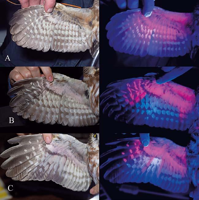 Ten díky své fluorescenci v UV světle umožňuje snadno rozlišovat jednotlivé generace letek, a tudíž stáří ptáků.