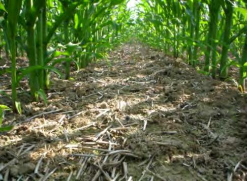 Kukuřice setá do celoplošně zkypřeného strniště po přemrzlé meziplodině (pro ekologické zemědělství) ochrana půdy převážnou část roku nejvhodnější
