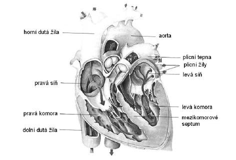 2 Lidské srdce 2.1 Anatomie srdce Lidské srdce se skládá ze čtyř dutin, dvou síní a dvou komor (obrázek 1). Pravá síň a pravá komora tvoří tzv.