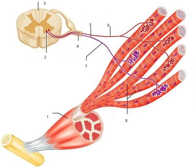 1 Elektromyografie Pojem elektromyografie (EMG) označuje skupinu vyšetřovacích metod, založených na snímání a hodnocení bioelektrických potenciálů, vznikajících aktivací a činností kosterního