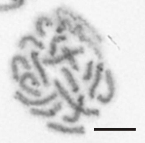 A B C D Obr. 13: Chthonius (E.