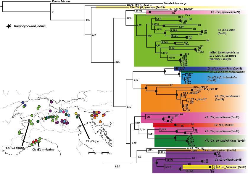 Obr. 17: Fylogenetický strom vytvořený fylogenetickou analýzou BA, u nějž byla použita topologie získaná z analýzy BA, doplněna o podpory nodů