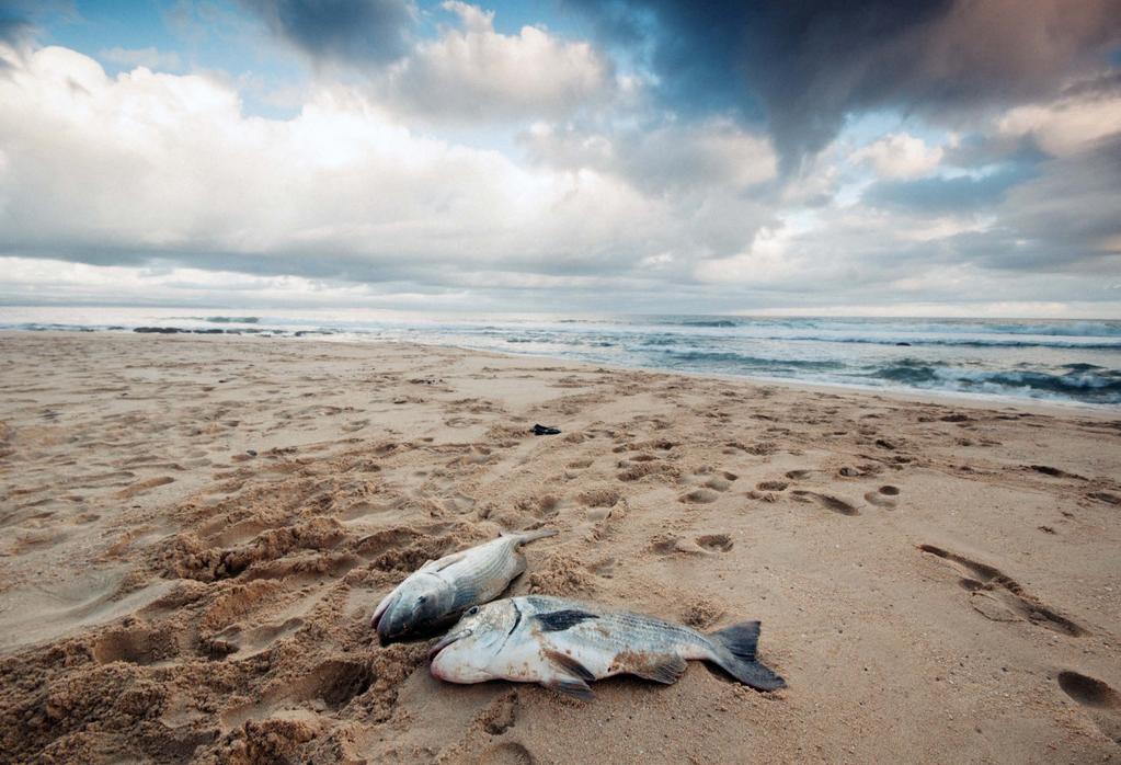 DŮSLEDKY KLIMATICKÝCH ZMĚN ZMĚNY V OCEÁNECH (zvýšení teploty vody, tání