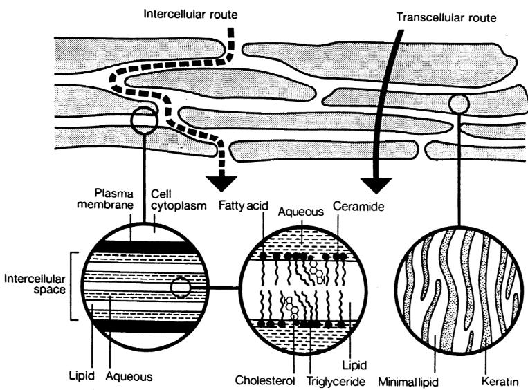 I přes dokonalé uspořádání stratum corneum existují cesty, kterými lze kožní bariéru překonat. První možností je využití prostupu skrz folikuly nebo potní a mazové žlázy.