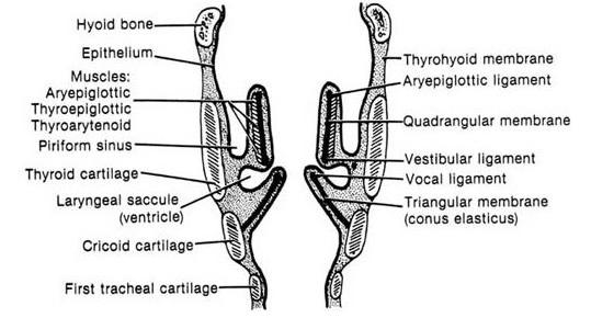 Hrtanové membrány (membrana fibroelastica