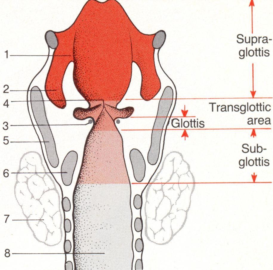 Frontální řez hrtanem 1. aryepglotická řasa, 2. recessus piriformis, 3. hlasivka, 4. přední komisura, 5. chrupavka štítná, 6.