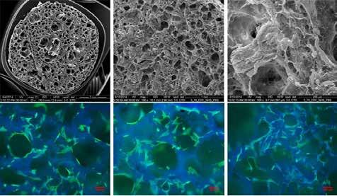 172 ÚSTAV STRUKTURY A MECHANIKY HORNIN AV ČR 173 Snímky z řádkovací elektronové mikroskopie (SEM) kompozitních nosičů buněk připravovaných z kolagenové matrice, polylaktidových nanovláken a