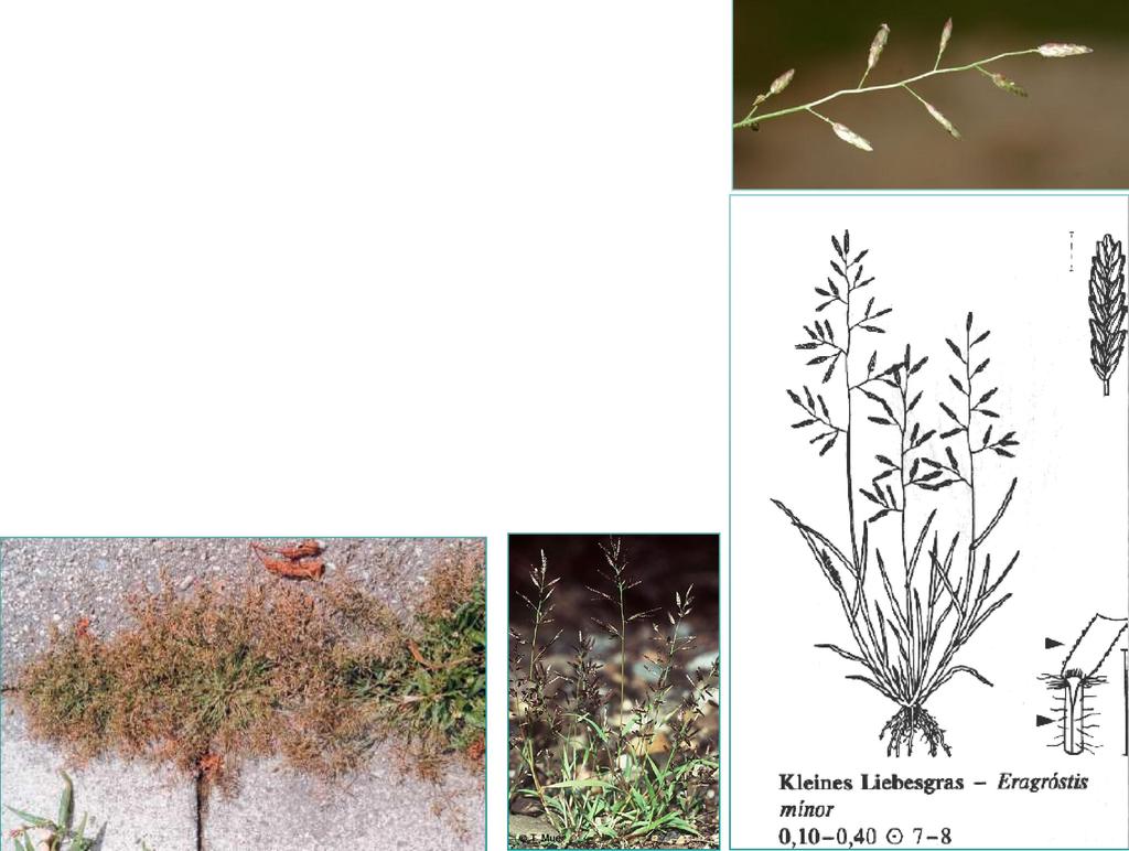 Eragrostis minor Host milička menší Drobná, jednoletá, trsnatá tráva. Nejnižší větve laty jednotlivé (nanejvýš po dvou) na bázi lysé nebo s chlupy max. 1 mm dl.