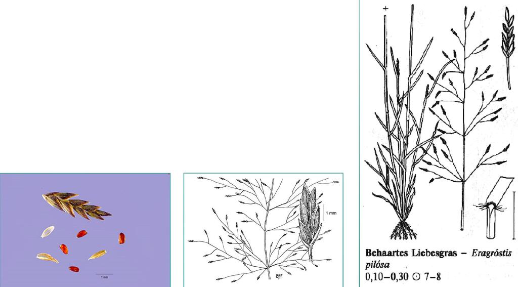 Eragrostis pilosa (L.) P. Br. milička chlupatá Drobná, jednoletá, trsnatá tráva. Nejnižší větve laty po 3-6 na bázi s 3-4 m dlouhými odstálými chlupy. Čepele nežláznaté. Pochvy listů lysé.
