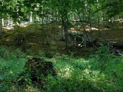 sylvatica) v západním  8: Bukový