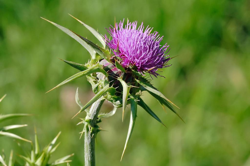 Thistle NEZNÁMÝ AUTOR. wikipedia.org [online]. [cit. 25.1.2013].
