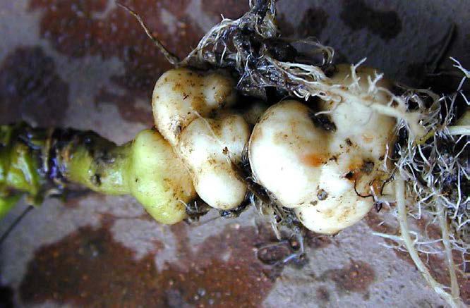 Na jaře larva opouští hálku, kuklí se v půdě.