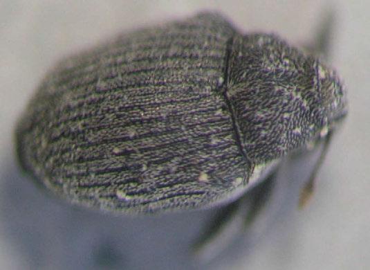 Krytonosec řepkový, Ceutorhynchus napi Gyll Černý, šupinatě osrstěný krytonosec s nádechem do šeda, černé nohy.