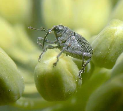 Krytonosec šešulový, Ceutorhynchus obstrictus Payk.= C. assimilis Šedý brouk s černými nohami, bílá larva s hnědou hlavou.