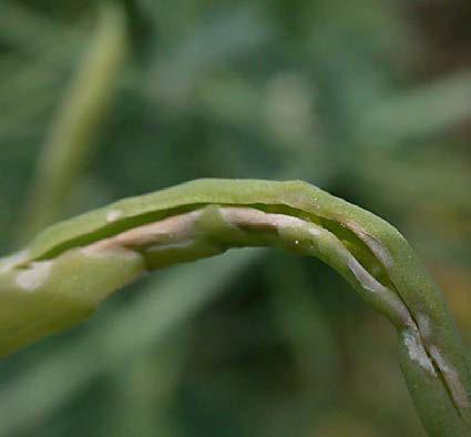 Šešule praskají a otevírají se. Po opuštění šešulí v půdě se zakuklí v kokonu v hloubce do 5 cm.